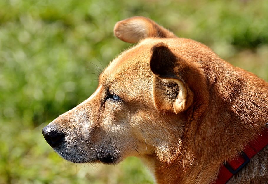 El síndrome vestibular en perros: Causas, síntomas y cuidados